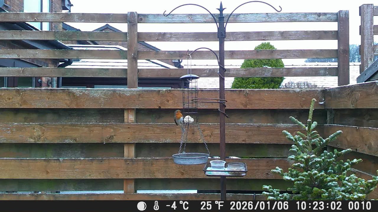 Garden Trail Camera 6th January 2026