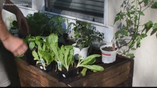 Container garden business booming during COVID-19 pandemic