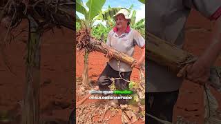 É assim que tira a muda de banana da Terra #sitio #banana #muda #colheita #agro