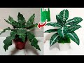 DIY Cara Membuat Tanaman dari Plastik Kresek | How to make Plant from Plastic Bag