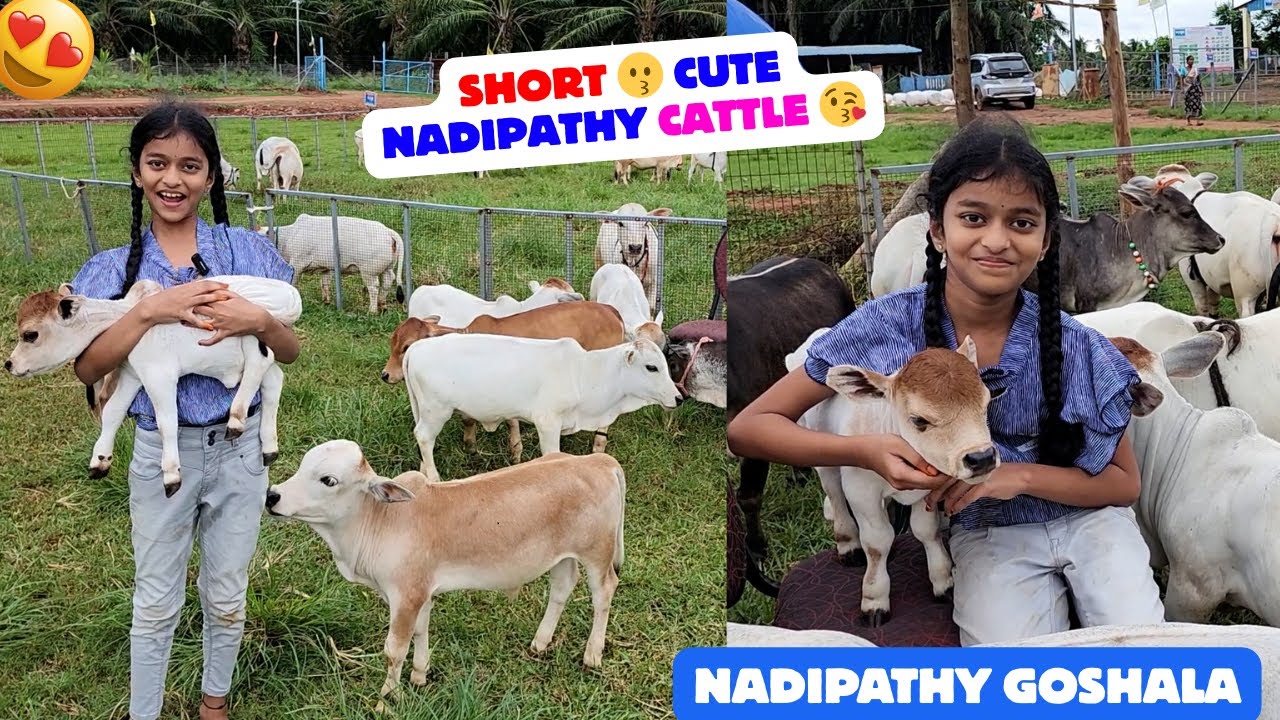 Надипати Гошала — дом мини-, микро- и нано-пород Надипати | Самая короткая порода коров |