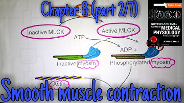 Smooth muscle contraction and relaxation - chapter 8 (part 2/7) - Guyton and hall physiology.