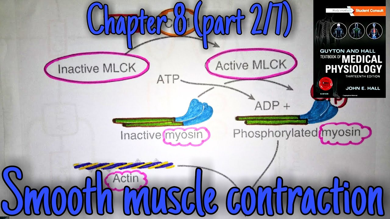 Smooth muscle contraction and relaxation - chapter 8 (part 2/7 ...