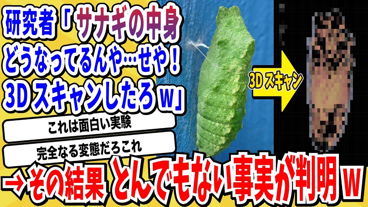 【2ch動物スレ】完全ド変態中のサナギの中身を3Dスキャンした結果→とんでもない変態プロセスが明らかにwwwww【なんj】