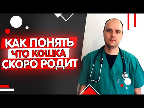 Как понять что кошка скоро родит? Начало родов у кошек