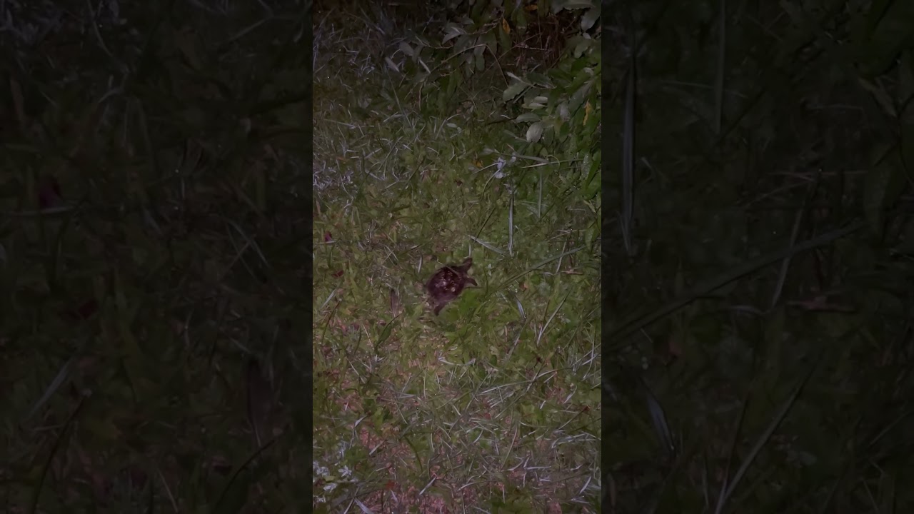 Releasing a turtle I found in middle of busy highway! 