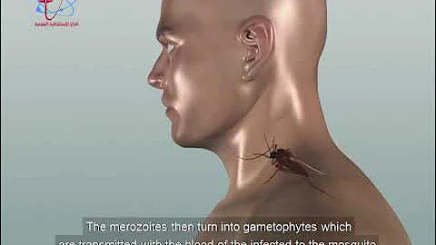 دورة حياة بلازموديوم الملاريا The Life Cycle Of Malaria Plasmodium 