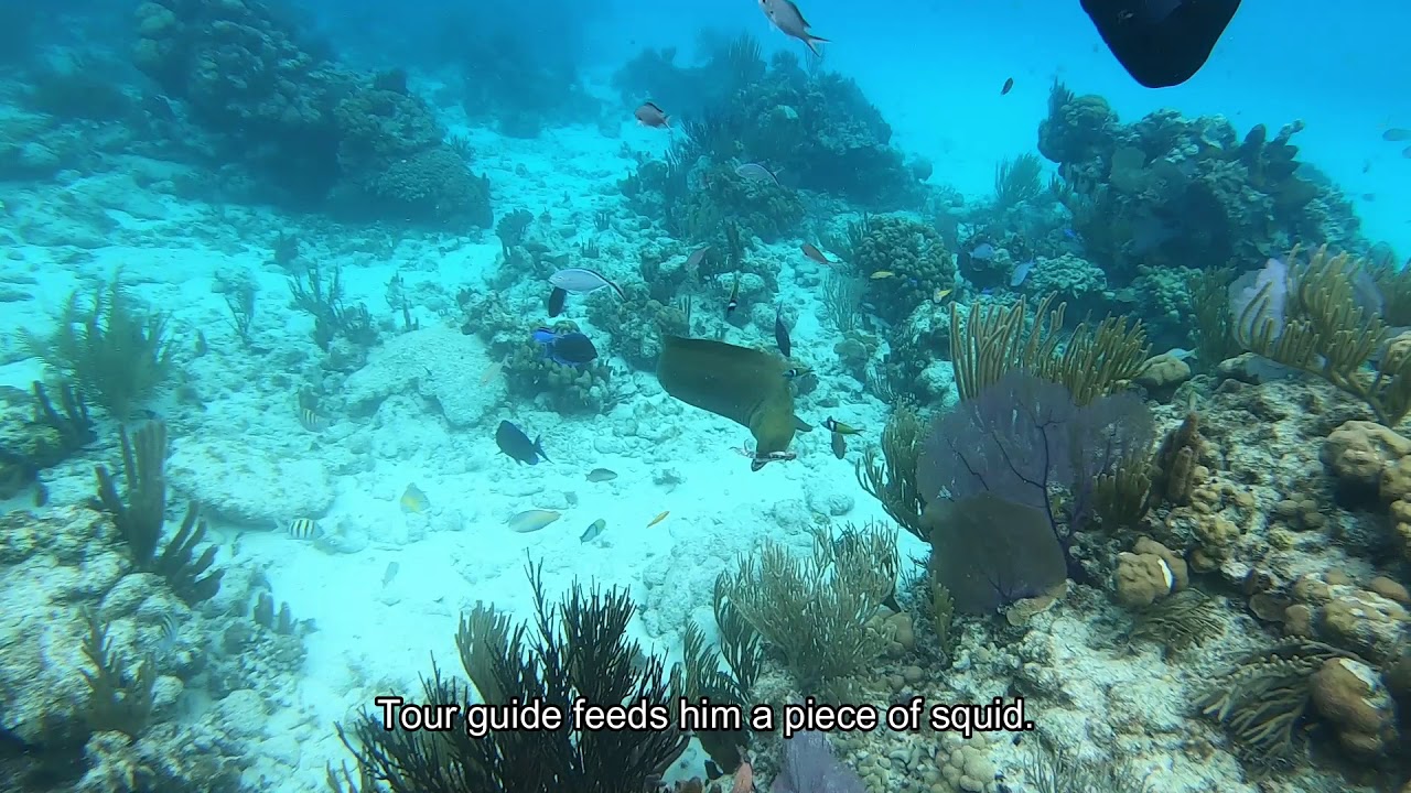 Green Moray Eel YouTube