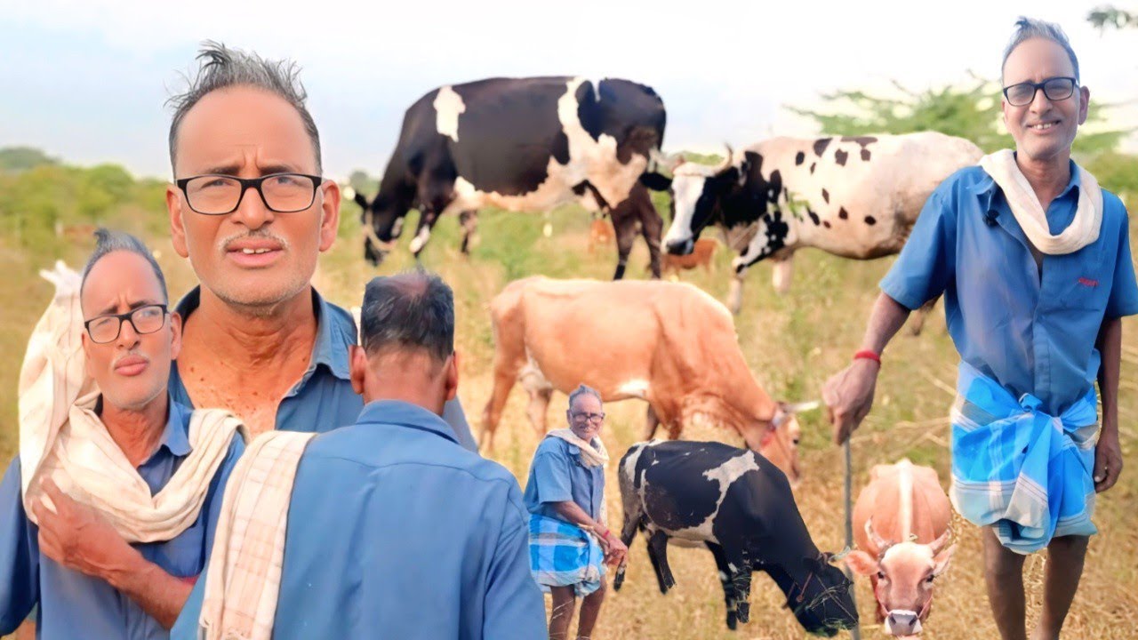 மாடுகள் வளர்ப்பில் 50 ஆண்டுகள் அனுபவம் வாய்ந்த அய்யா | மாடு மேயும் புற்கள் இதுதான் | Siva Arun Tv 