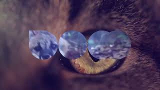 DCM Ident - Suspense
