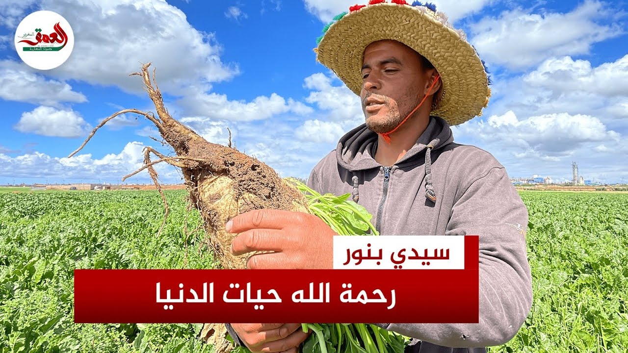 التساقطات تنعش زراعة الشمندر السكري بعاصمة دكالة.. وفلاحون يتوقعون ارتفاع الإنتاج هذا العام