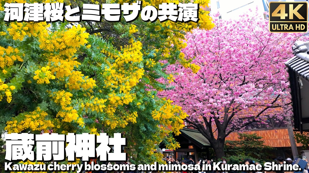 4K]🇯🇵 大混雑 河津桜とミモザの共演 蔵前神社 2026年3月 / Cherry