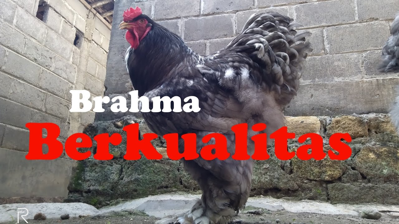 Ayam Brahma Berkualitas 0895339980697 