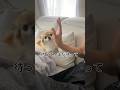 チワワが言うことを聞かずに困っています、、、 #chihuahua #dog #チワワ #ブラタン #可愛い #犬 #癒し #ちわわ #愛犬 #いぬ