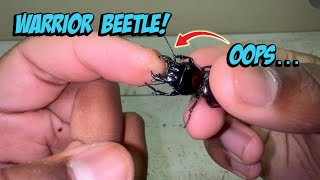 Warrior Beetle Care, Info, & Feeding!!