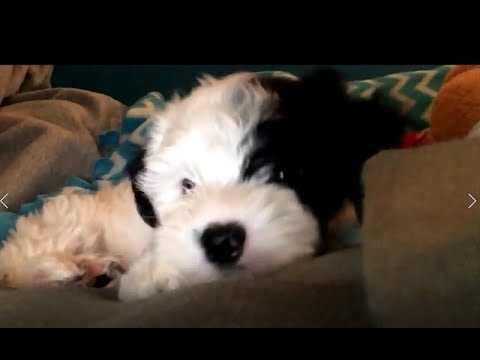 元気いっぱいのかわいい子犬 動画集 Funny Dog Cute Baby Compilation Youtube