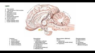 Brain of Bovine or Equine