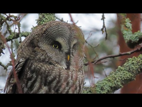 Video: 6 odottamatonta eroa pöllöjen ja toukkien välillä