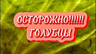 ✅ОСТОРОЖНО!!!!!! Такие ГОЛУБЦЫ точно вызывают зависимость