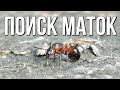 Поиск Летних Маток! Лет Formica, самцы Сamponotus и другие!  // Поиск маток.