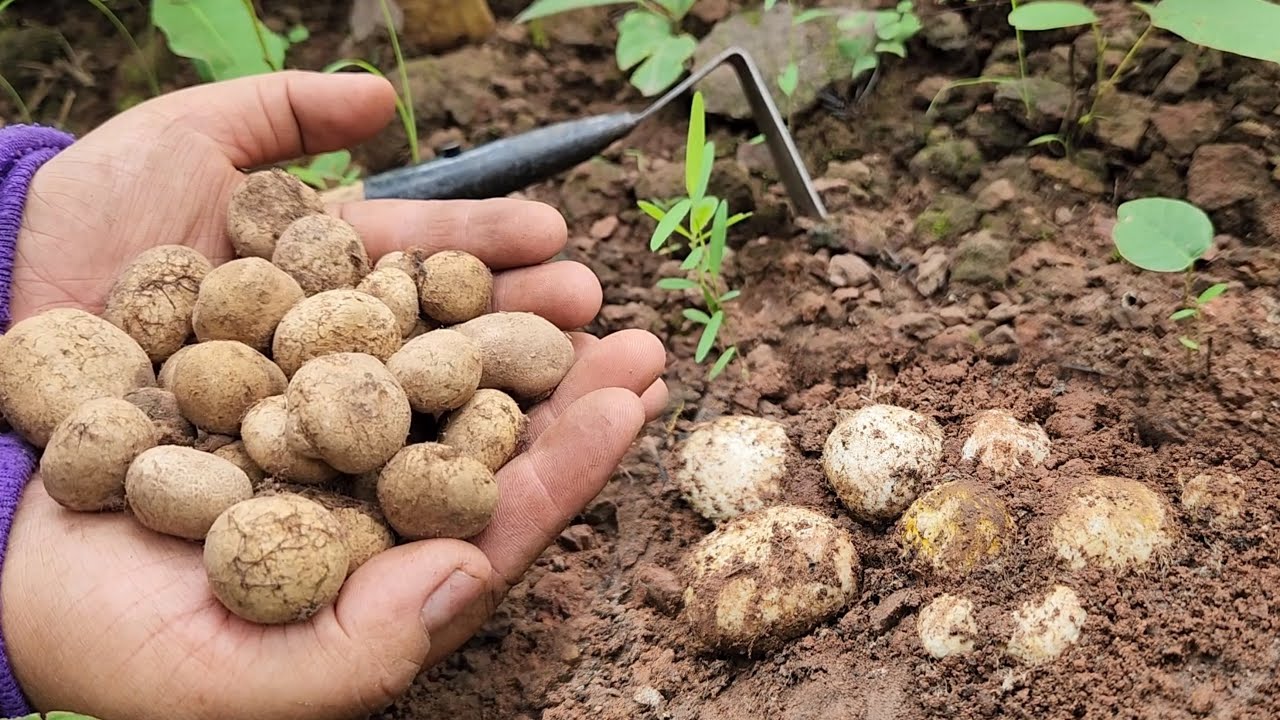 ป๊าดหาเก็บเห็ดเผาะมีแต่ดอกใหญ่ๆหมานสุดๆวันนี้