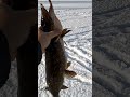 щука жерлицы зимняя рыбалка , pike zherlitsa winter fishing #fishing #рыбалка #жерлицы