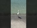 Snowy Egret #america #live