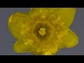Beachfront B-Roll: Daffodil Blooming (Free to Use HD Stock Video Footage)