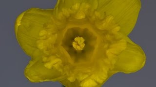 Beachfront B-Roll: Daffodil Blooming (Free to Use HD Stock Video Footage)