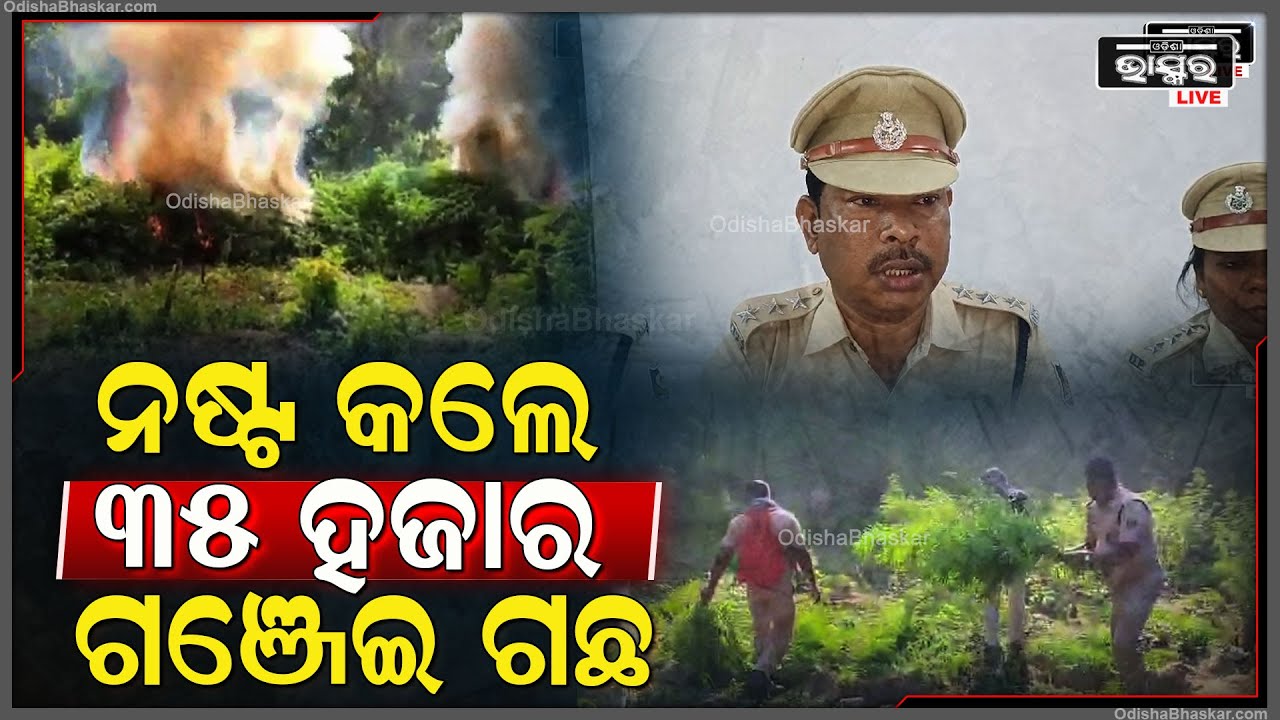 ଦୁର୍ଗମ ଅଞ୍ଚଳରେ ୨୧ କିଆରୀରୁ ନଷ୍ଟ ହେଲା ୩୫ ହଜାର ଗଞ୍ଜେଇ ଗଛ || ODISHA BHASKAR ||