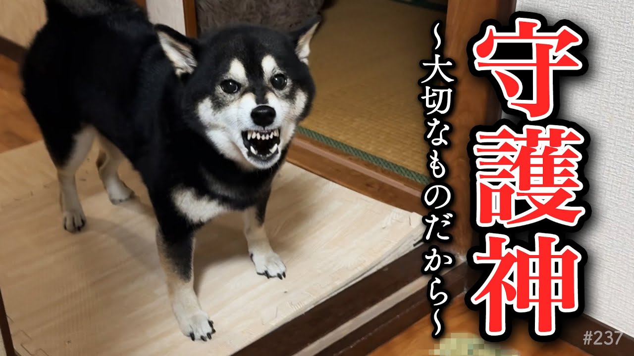 Shiba Inu wants to protect what's important - YouTube