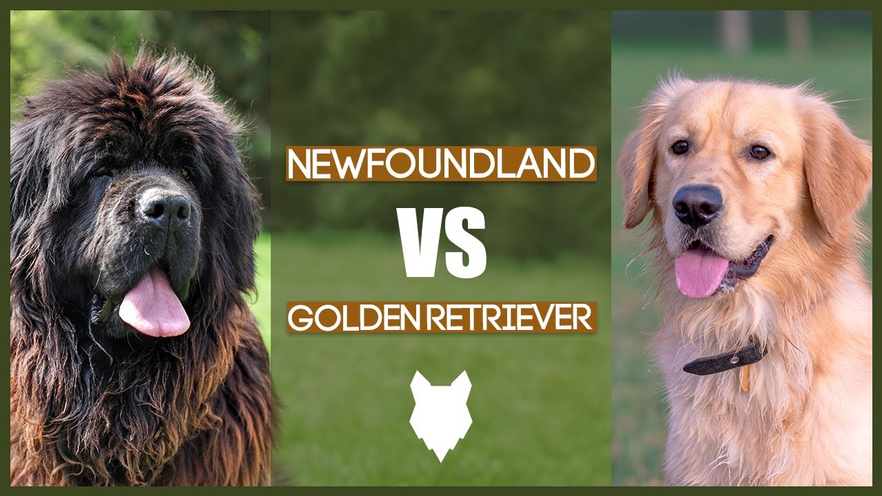 VS GOLDEN RETRIEVER - YouTube