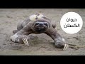لا يتحرك إلا للضرورة حقائق مذهلة عن حيوان الكسلان 