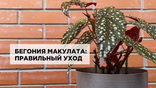 Бегония Макулата: уход в домашних условиях. Рассказываю о грунте и поливе