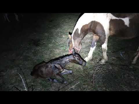 Видео: Сезон на раждане за коне и крави - раждане във фермата