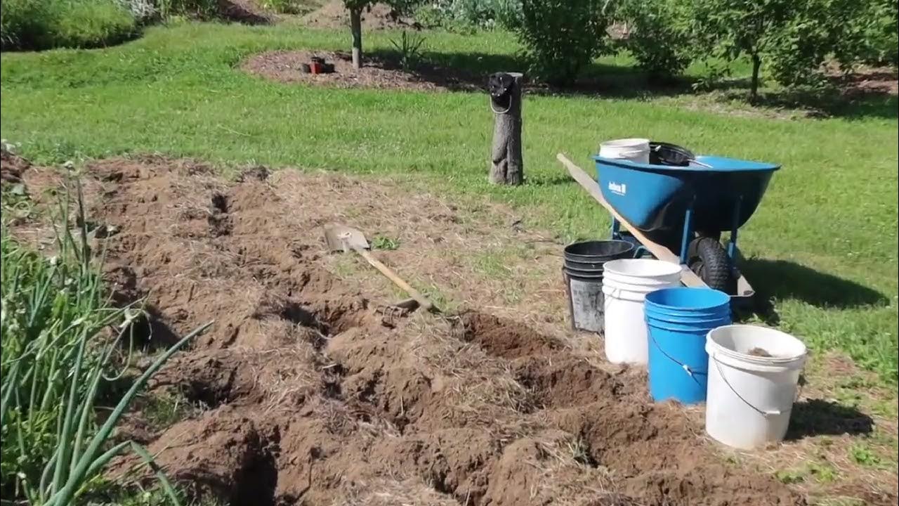 Turning grass into a garden bed. (Part 2) YouTube