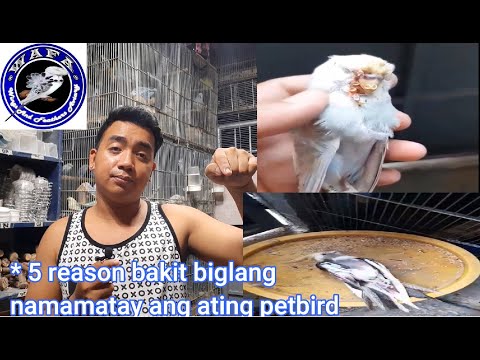 Video: Bakit Namamatay Ang Mga Budgies?