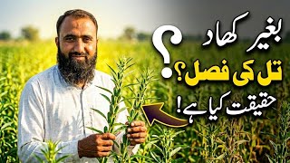 Can Sesame (Til) Grow Without Fertilizer | Truth About Yield &amp; Profitability