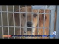 Los Angeles County animal shelters in crisis from overcrowding