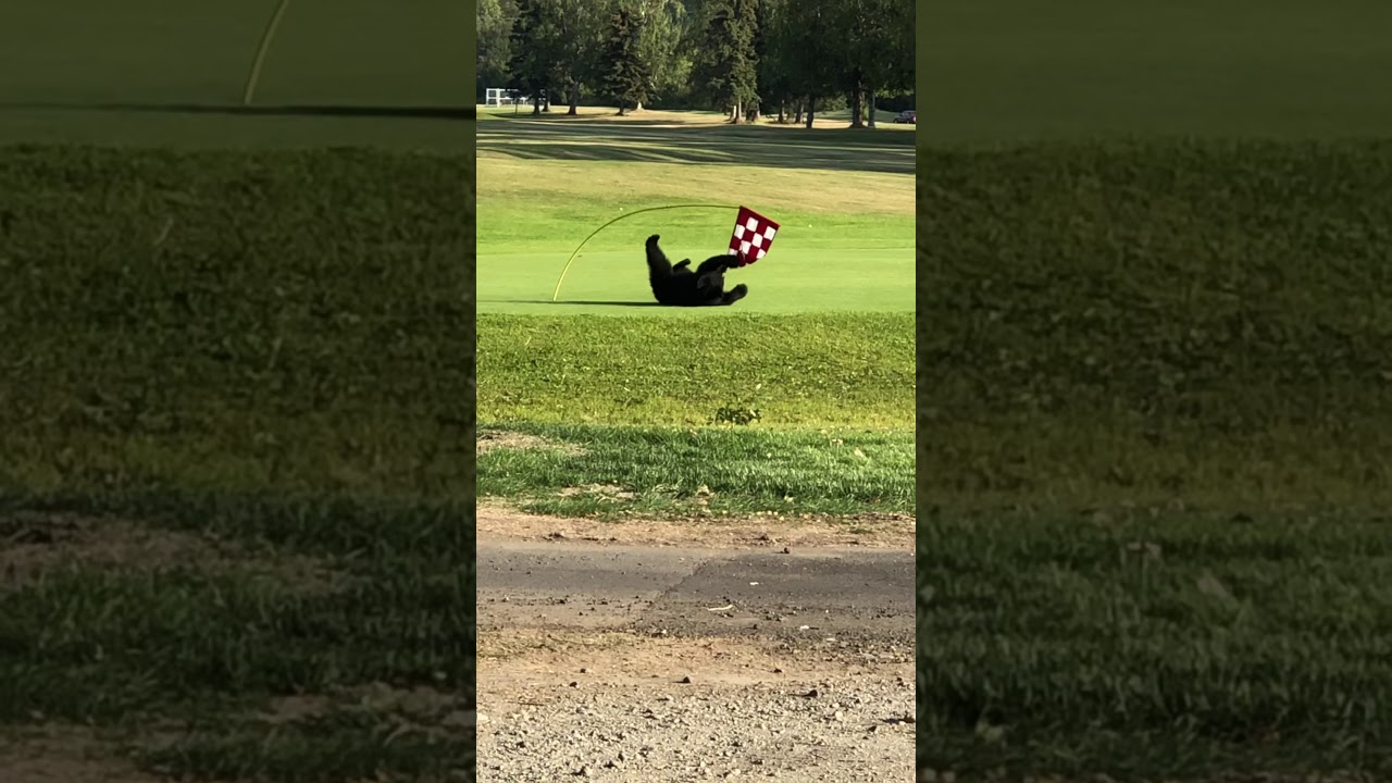 “Bear Cubs Misbehaving on an AK Golf Green!”