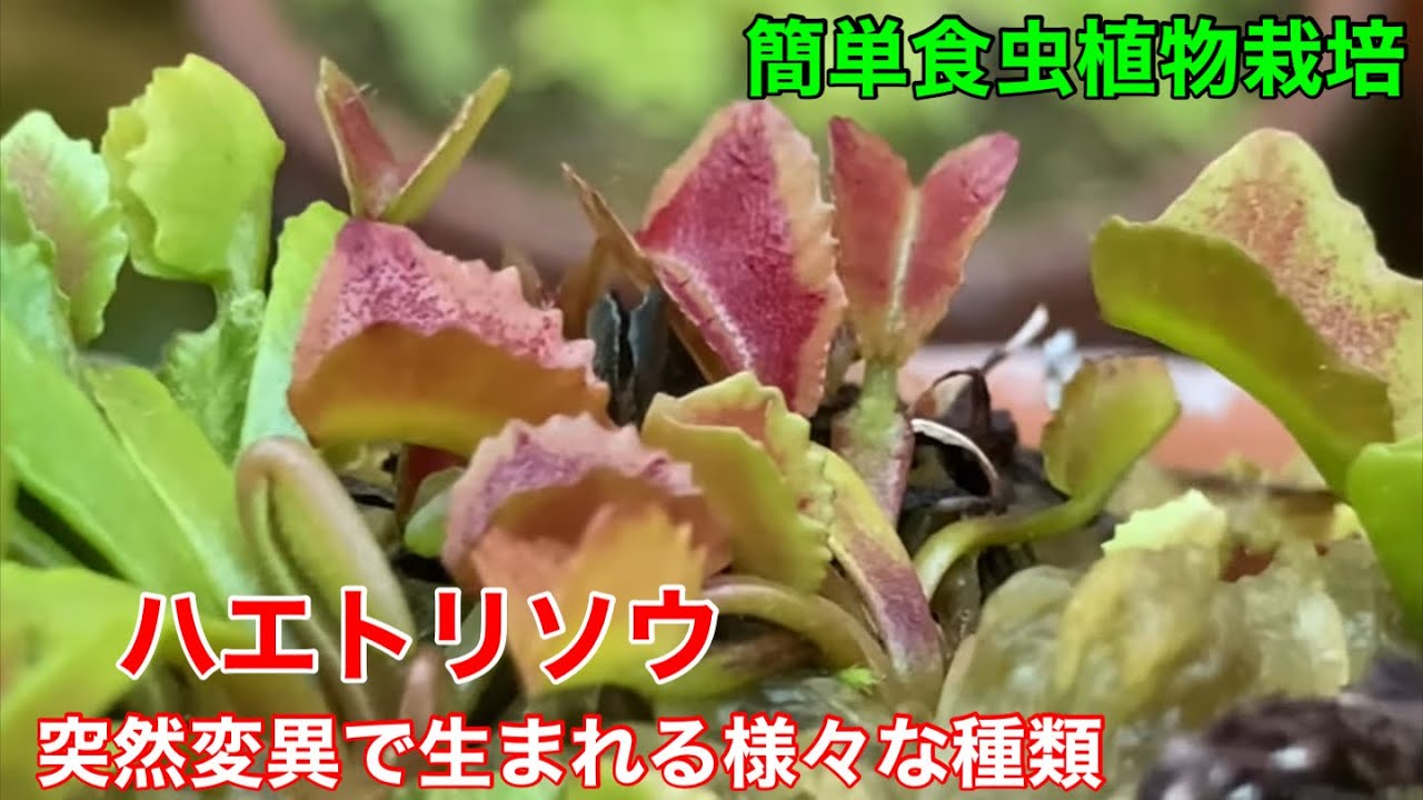 誰でも簡単に楽しめる食虫植物栽培 ハエトリソウは植物学的には1属1種ですが実は沢山の変異種が存在しているんです Youtube