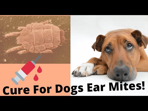 Vidéo: Acariens D'oreille De Chien - Comment Se Débarrasser Des Acariens D'oreille Chez Les Chiens