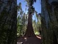 📍the big trees 🌲 #calaverasbigtrees #camping #californiahikes #norcalhikes