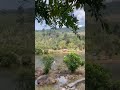 Kampot #machinelearning #trading #pythonanddjangofullstackwebdeveloper #reaksmeydigital