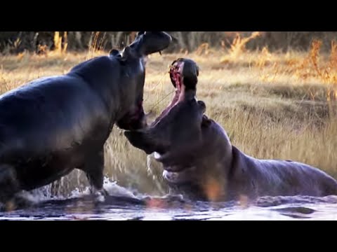 Angry Hippos Fight for Mate | Nature's Great Events | BBC Earth