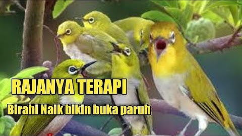 terapi pleci agar buka paruh SUARA PLECI OMBYOKAN + CALL PLECI BETINA BIKIN BIRAHI NAIK
