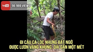 Đi câu cá lóc nhưng bất ngờ được lươn vàng khủng, dài gần một mét
