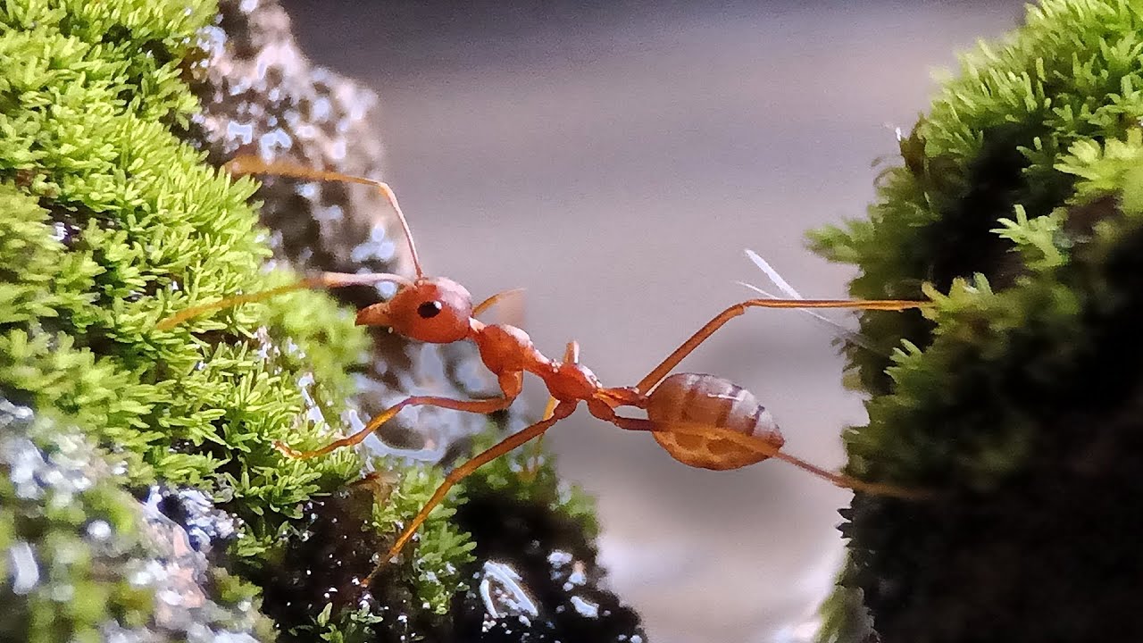 الحياة المأساوية كنملة في البرية