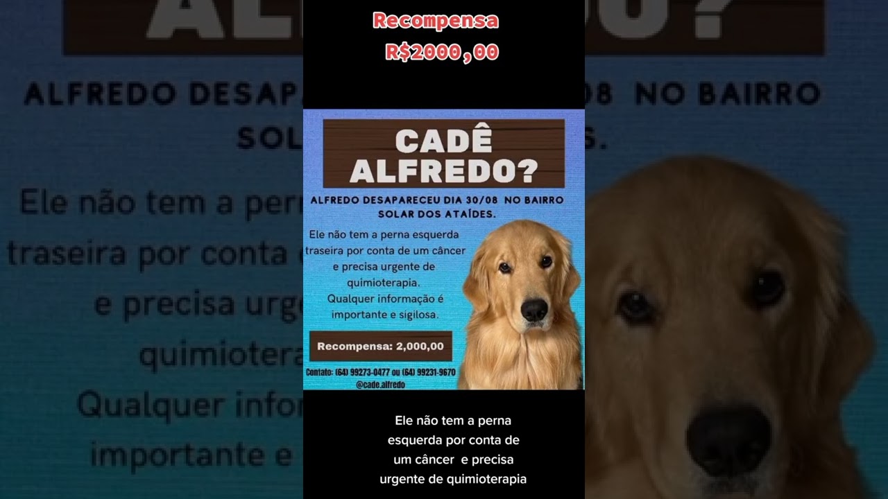 Um perro aperreado passa um perrengue - Nomes Científicos