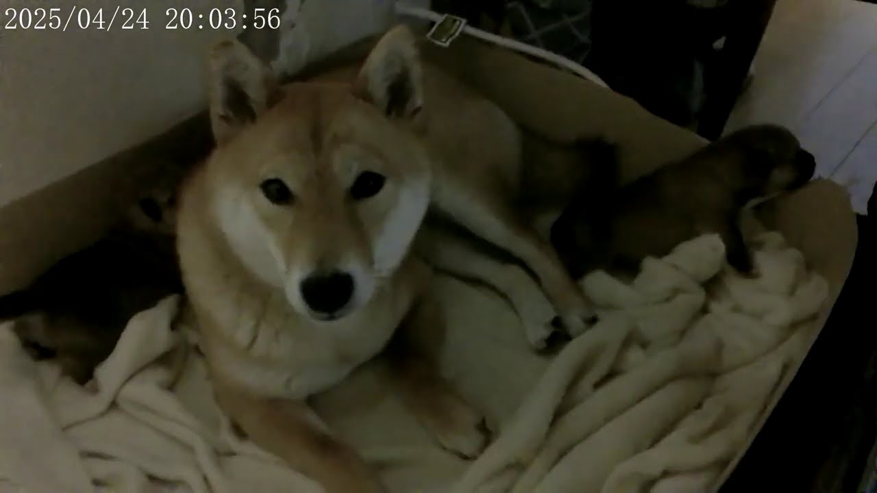 柴犬　出産　赤ちゃん　柴犬　リュウ　柴犬　ユリ　誕生！！　生後６日目　柴犬ファミリー　編　@takachannel.campingcar